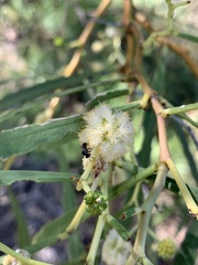 Austroplebeia essingtoni