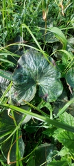 Caltha palustris