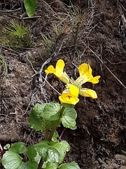 Mimulus
