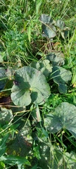 Caltha palustris