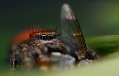 Phidippus cardinalis