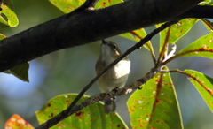 Gerygone magnirostris