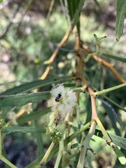 Acacia ampliceps