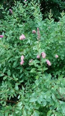 Spiraea × billardii