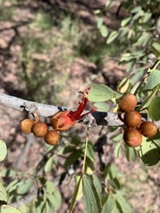 Lysiphyllum cunninghamii