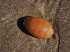Lyncina