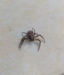 Thomisidae