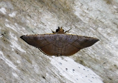 Sphacelodes vulneraria