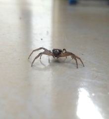 Thomisidae