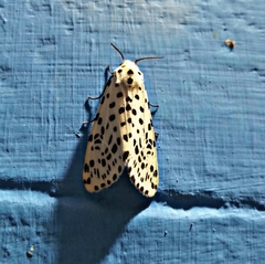 Juxtarctia multiguttata