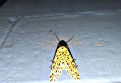 Juxtarctia multiguttata