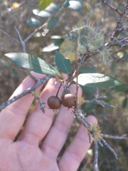 Sebastiania commersoniana