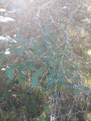 Sebastiania commersoniana