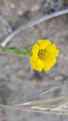 Deinandra corymbosa
