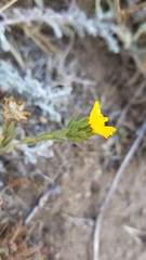 Deinandra corymbosa