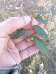 Sebastiania commersoniana