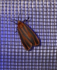 Hypoprepia miniata