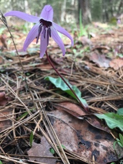 Erythronium hendersonii
