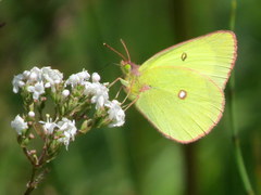 Colias interior image
