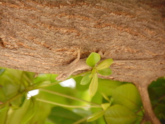 Anolis nebulosus