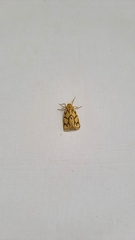 Miltochrista conjunctana