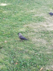 Corvus monedula
