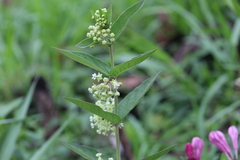 Asclepias ovata