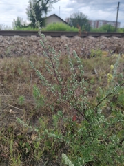 Artemisia vulgaris
