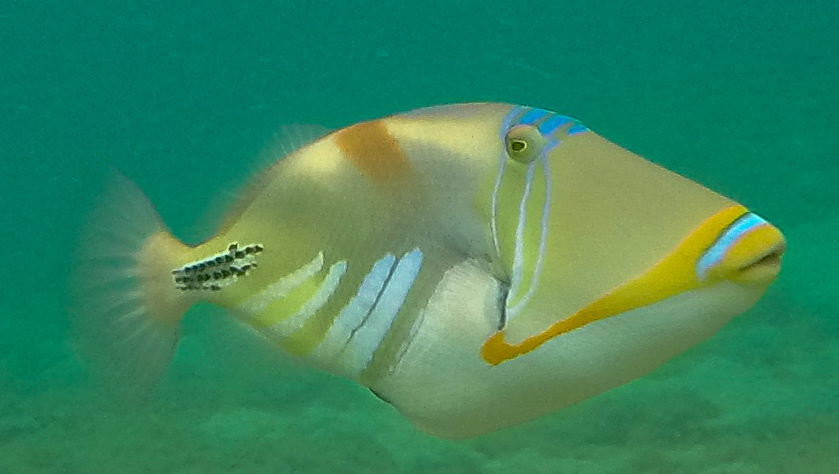 Hawaiian Triggerfish