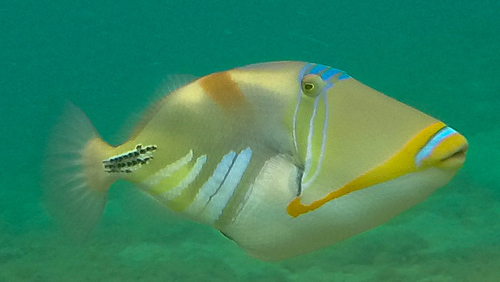 Lagoon Triggerfish