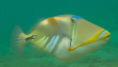 White-Banded Triggerfish photo 4