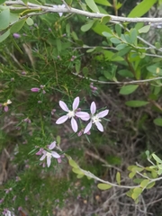 Philotheca salsolifolia