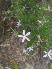 Philotheca salsolifolia