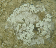 Montipora capitata