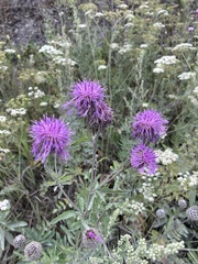 Centaurea scabiosa