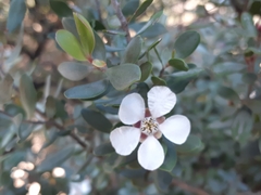 Leptospermum grandiflorum