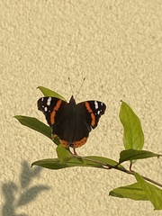 Vanessa atalanta
