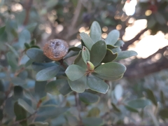 Leptospermum grandiflorum