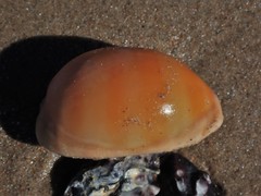 Lyncina