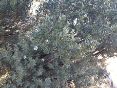 Leptospermum grandiflorum