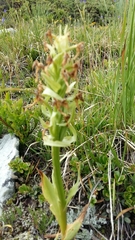 Dactylorhiza sambucina