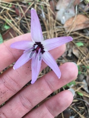 Erythronium hendersonii