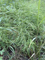 Equisetum pratense