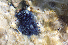 Spirobranchus corniculatus