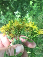 Hypericum × desetangsii