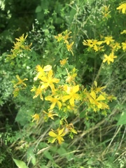 Hypericum × desetangsii