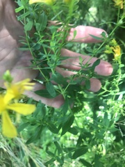 Hypericum × desetangsii