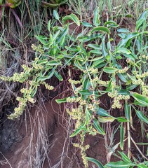 Rumex crassus