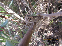 Schistocerca cancellata