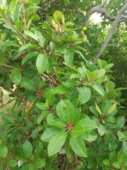 Excoecaria agallocha